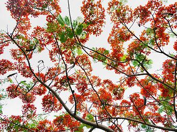 战国王朝怎么联机？战国王朝多人联机教程攻略